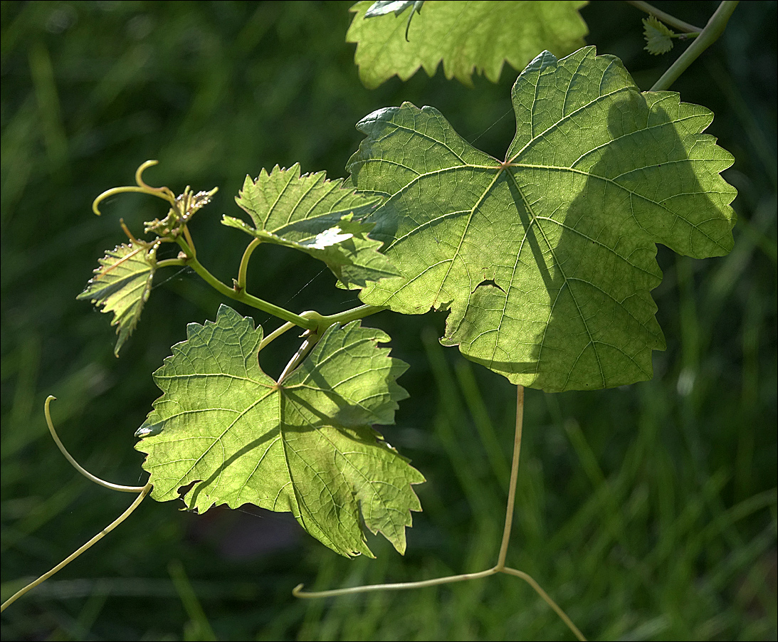 Image of genus Vitis specimen.