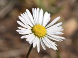 Bellis sylvestris