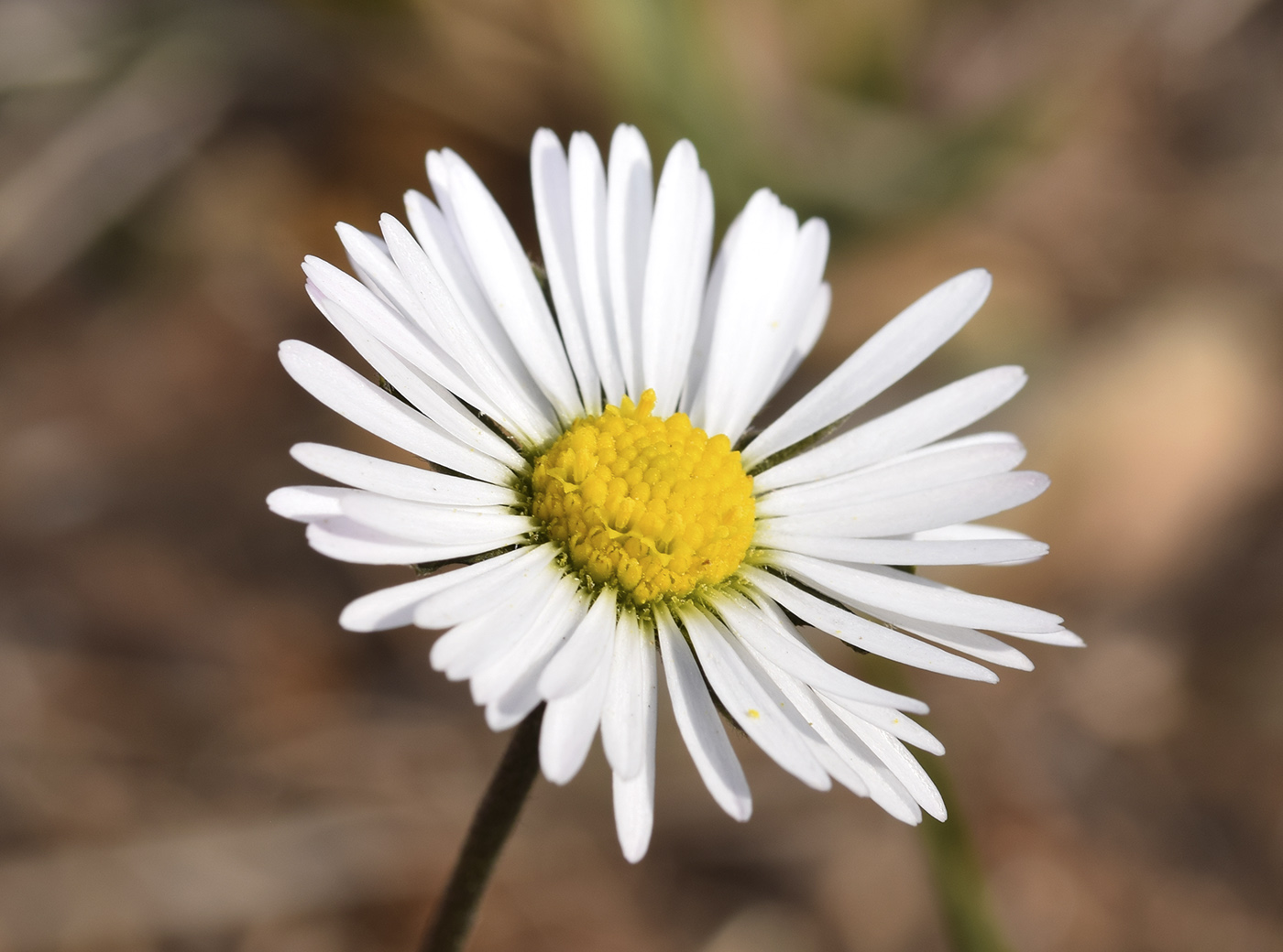 Изображение особи Bellis sylvestris.