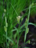 Carex pallescens