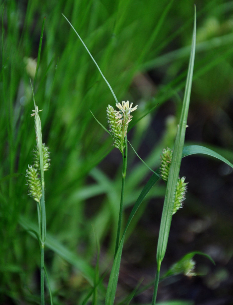 Изображение особи Carex pallescens.