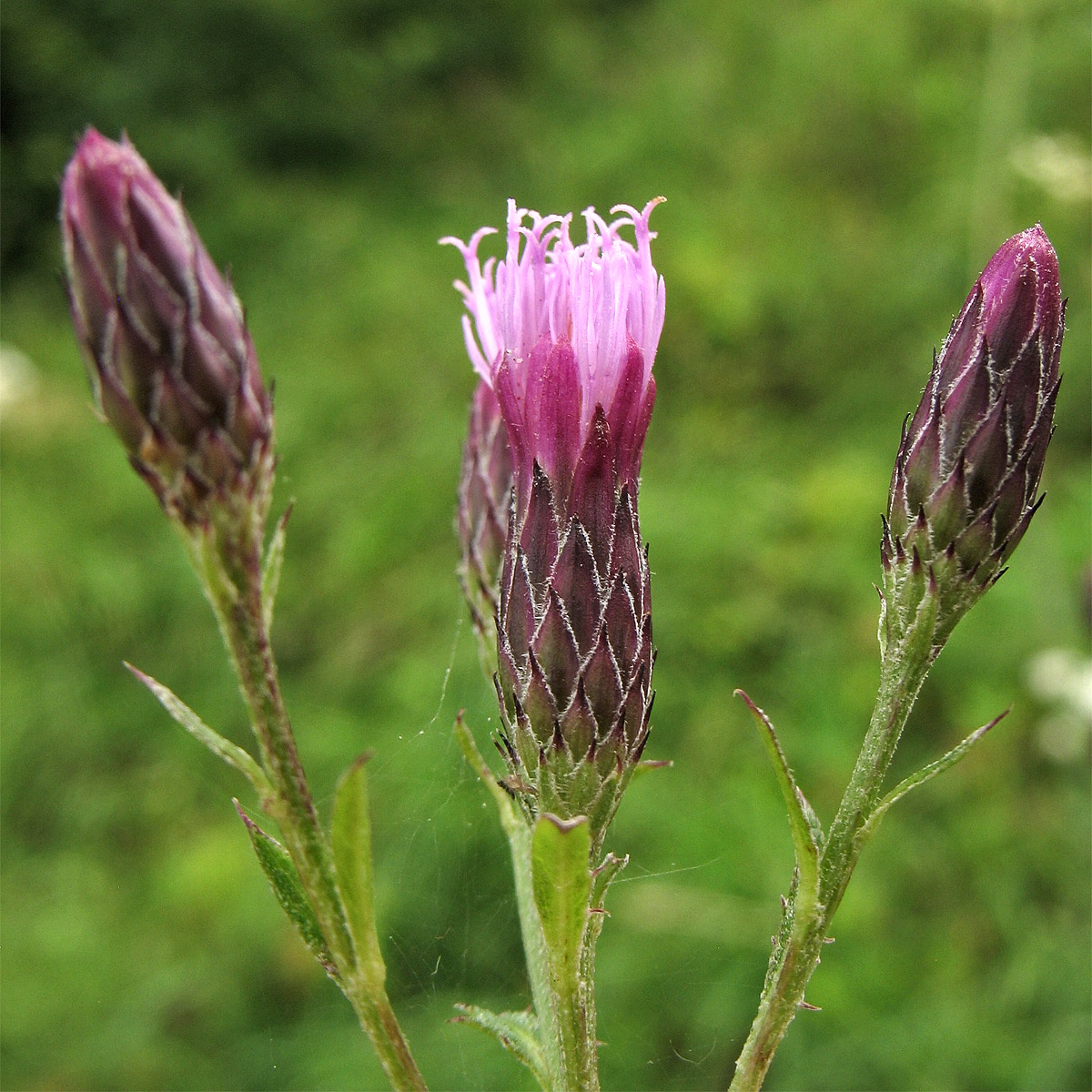 Image of Serratula tinctoria specimen.