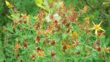 Hypericum kamtschaticum