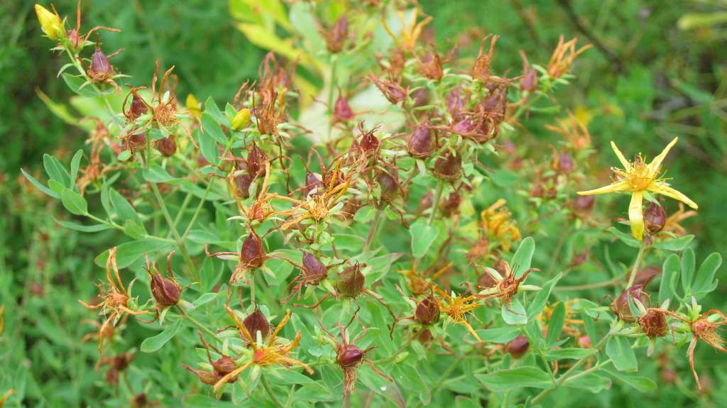 Изображение особи Hypericum kamtschaticum.