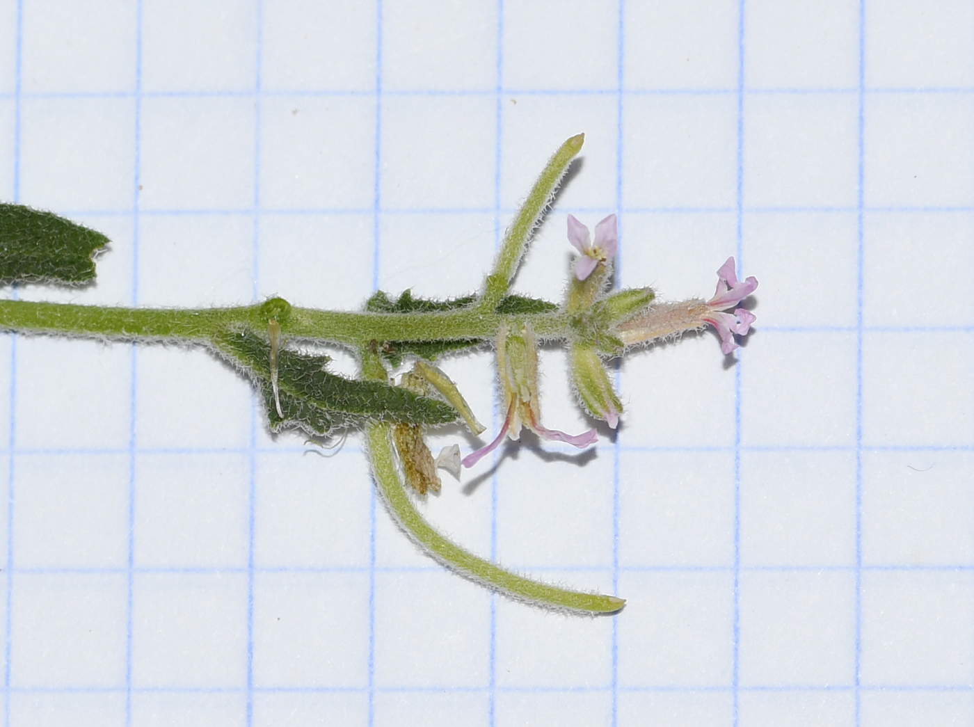 Image of Strigosella africana specimen.