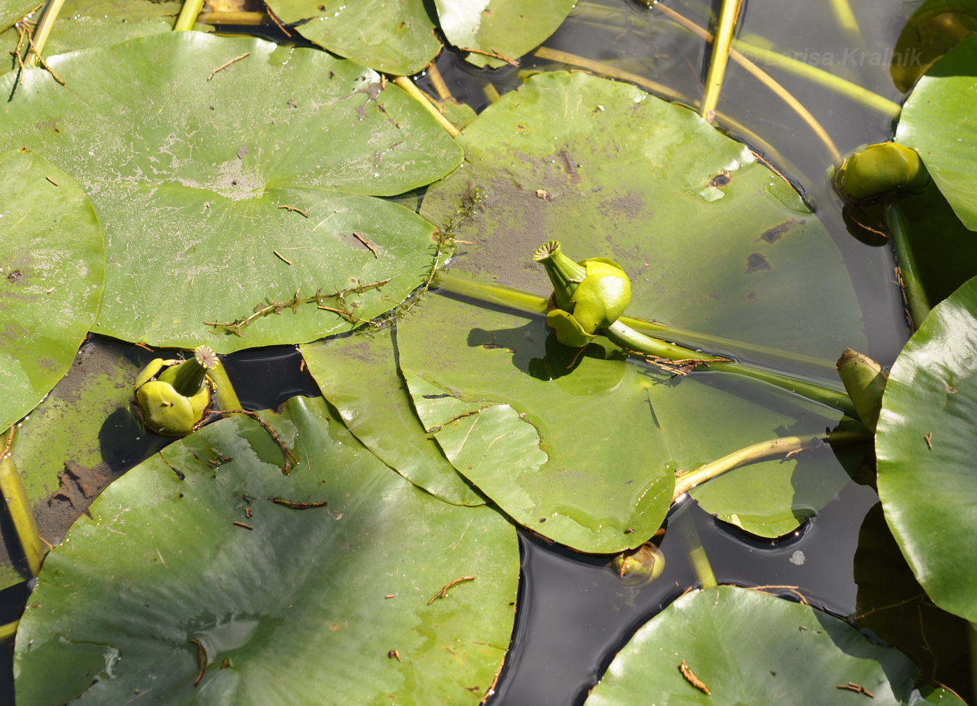 Изображение особи род Nuphar.