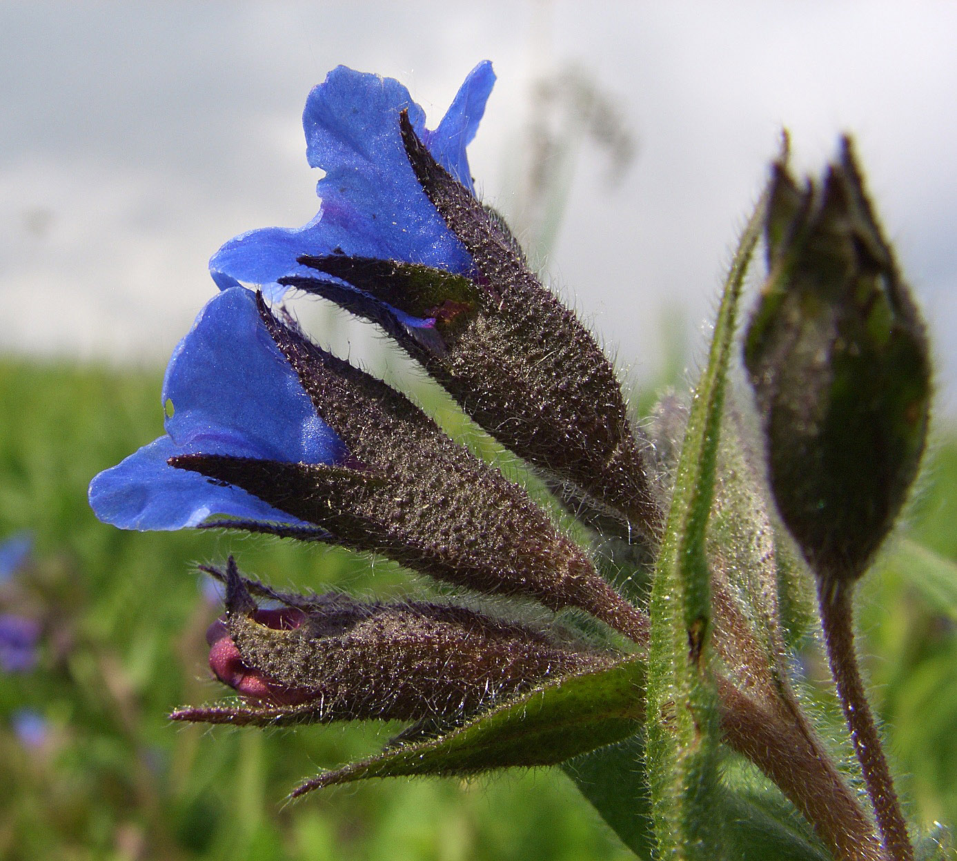 Image of Pulmonaria angustifolia specimen.