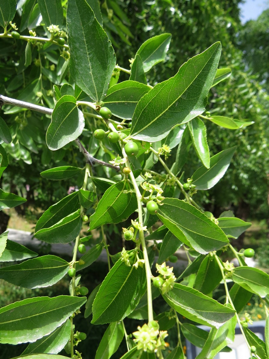 Image of Ziziphus jujuba specimen.