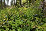 Vaccinium myrtillus