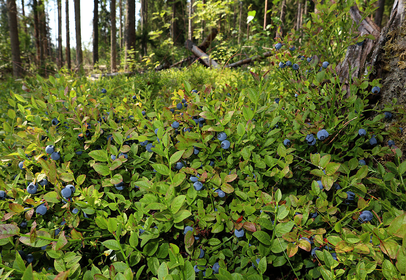 Image of Vaccinium myrtillus specimen.