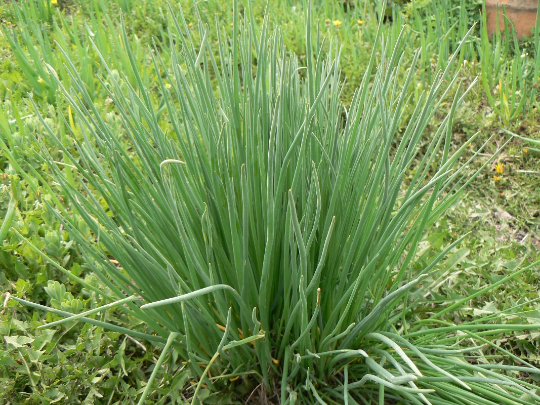 Image of Allium schoenoprasum specimen.