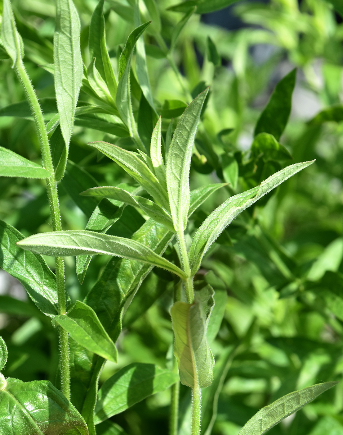 Image of Lythrum tomentosum specimen.