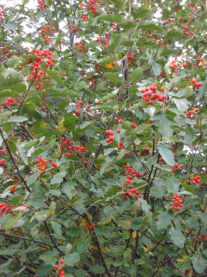 Изображение особи Sorbus tauricola.