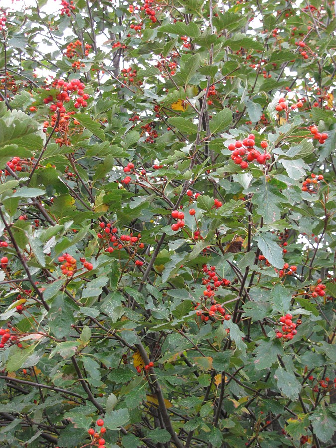 Изображение особи Sorbus tauricola.