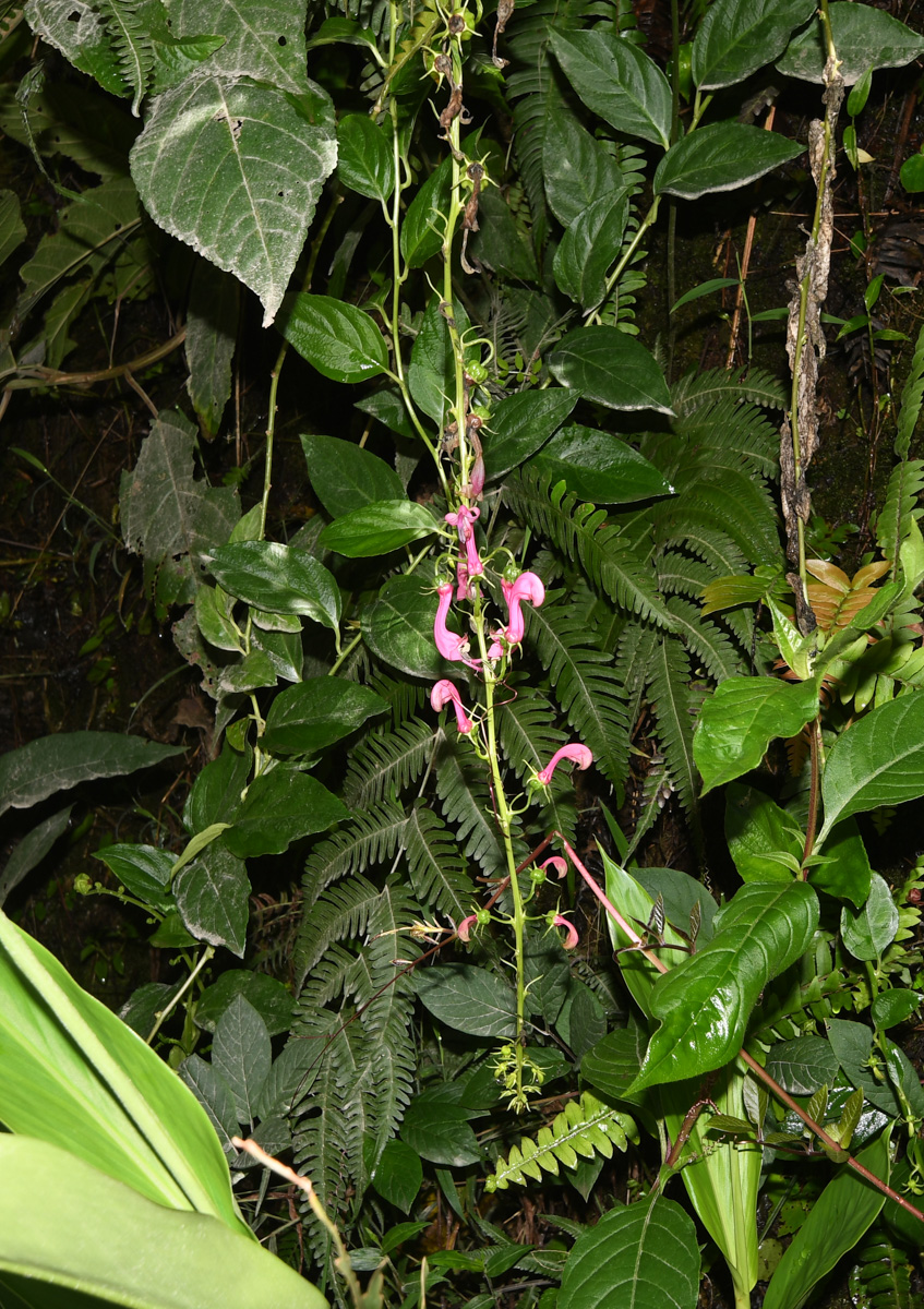 Image of Centropogon urubambae specimen.