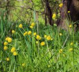 Ranunculus pedatus