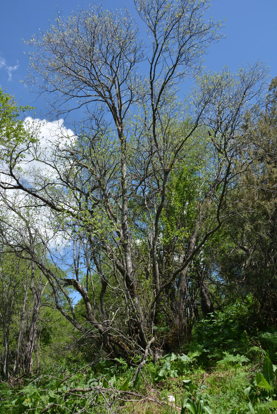 Изображение особи Sorbus persica.