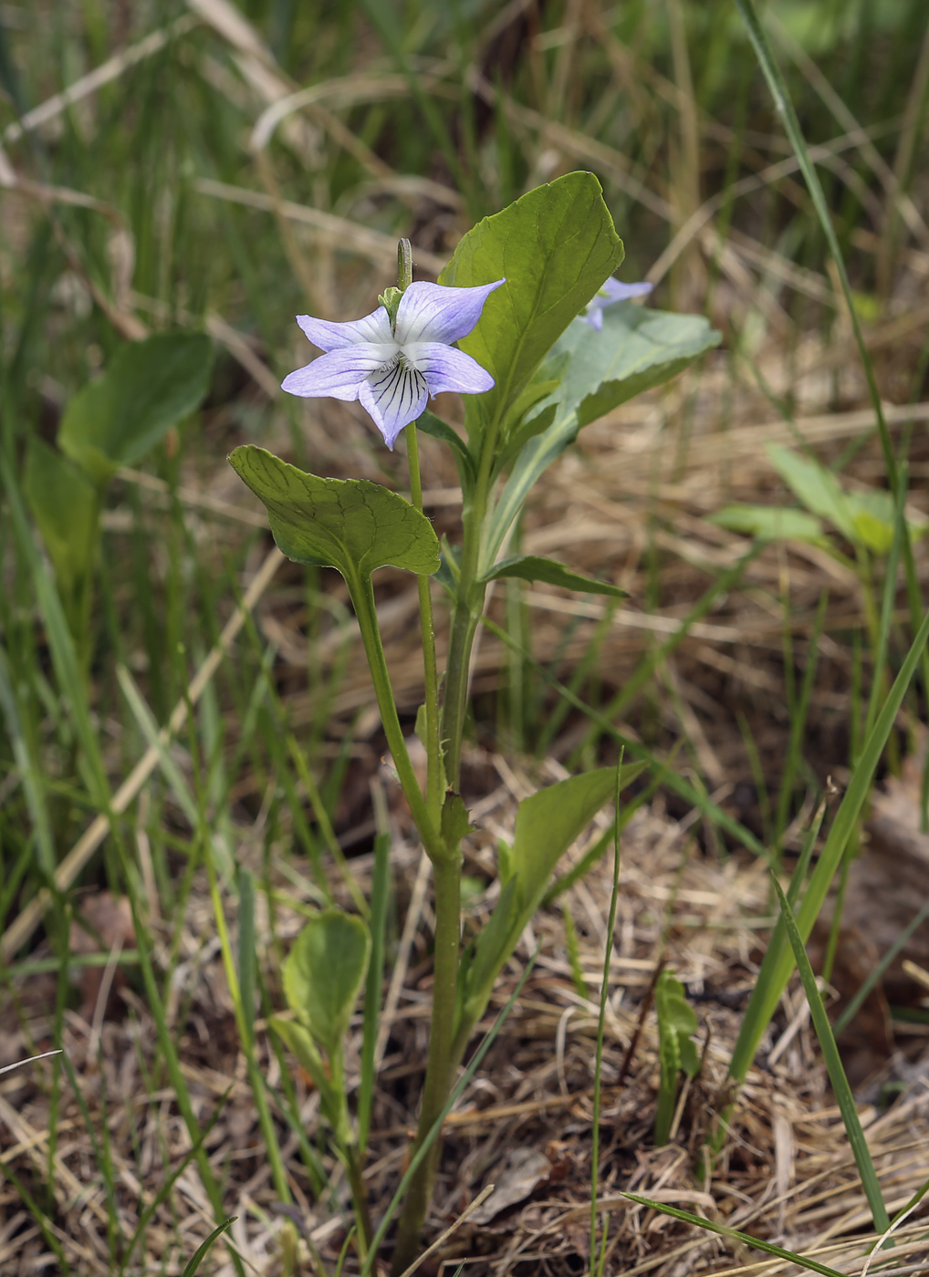 Изображение особи Viola ruppii.