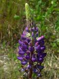 Lupinus × regalis. Соцветие. Киев, луг возле Святошинских озёр. Июль 2006 г.