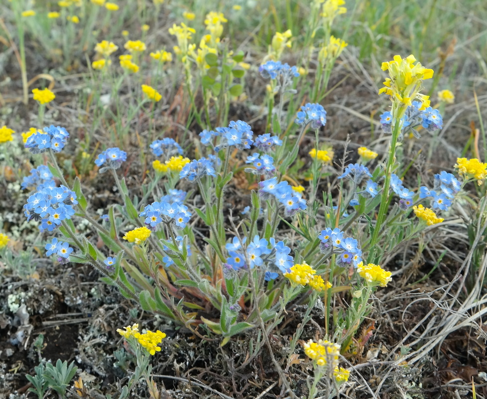 Изображение особи род Myosotis.