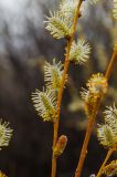 Salix vinogradovii. Часть побега с соцветиями. Челябинская обл., Троицкий р-н, Кособродское сельское поселение, окр. с. Подгорное, долина р. Уй, степь. 2 мая 2021 г.