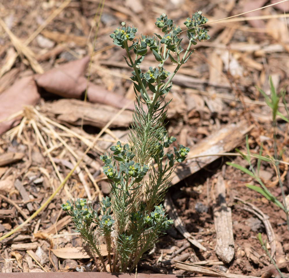 Image of Euphorbia aleppica specimen.