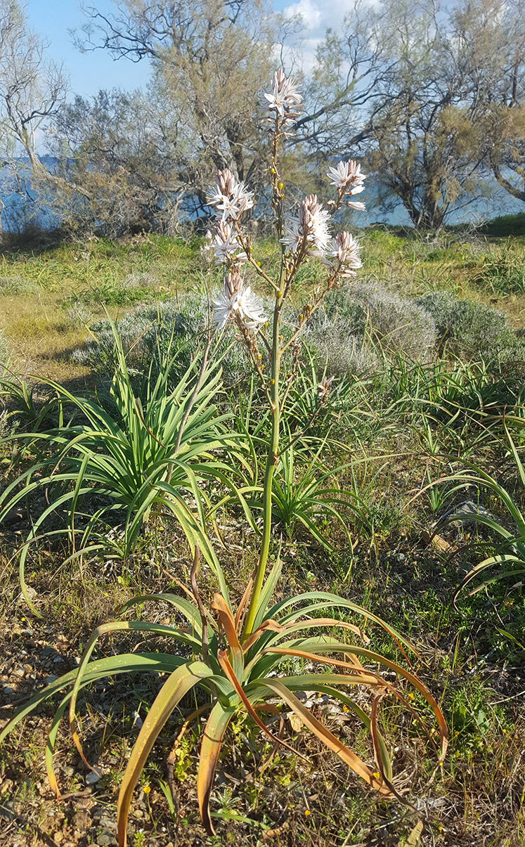 Image of Asphodelus ramosus specimen.