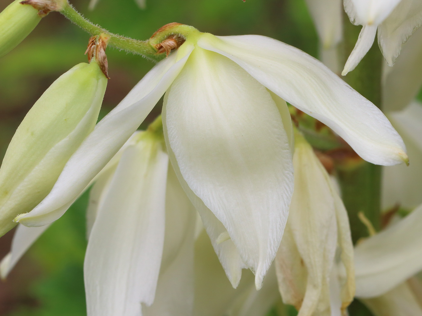 Изображение особи Yucca filamentosa.