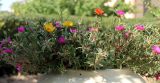 Portulaca grandiflora. Цветущие растения. Казахстан, г. Актау, в вазоне. 22 июня 2021 г.