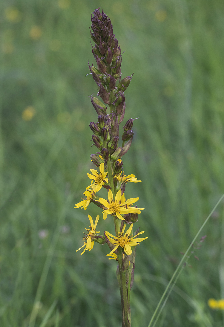 Изображение особи Ligularia subsagittata.