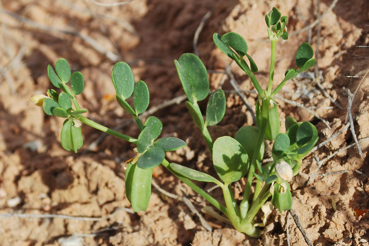 Image of Zygophyllum lehmannianum specimen.