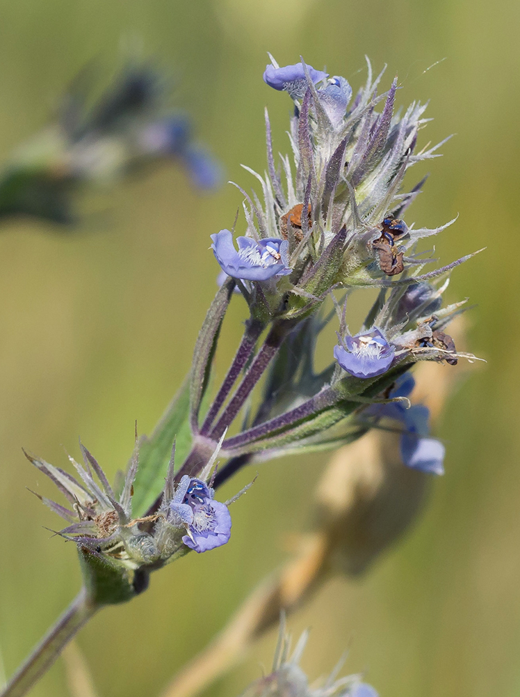 Изображение особи Nepeta parviflora.