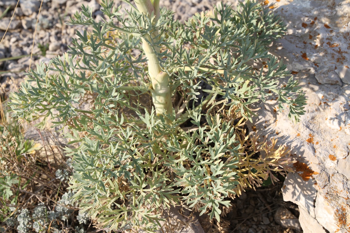 Image of Seseli gummiferum specimen.