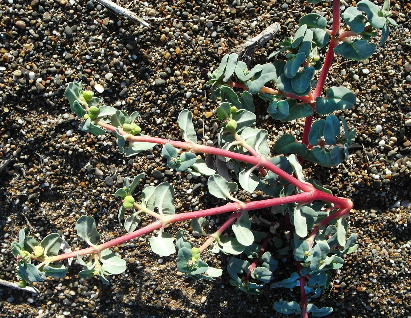 Image of Euphorbia peplis specimen.