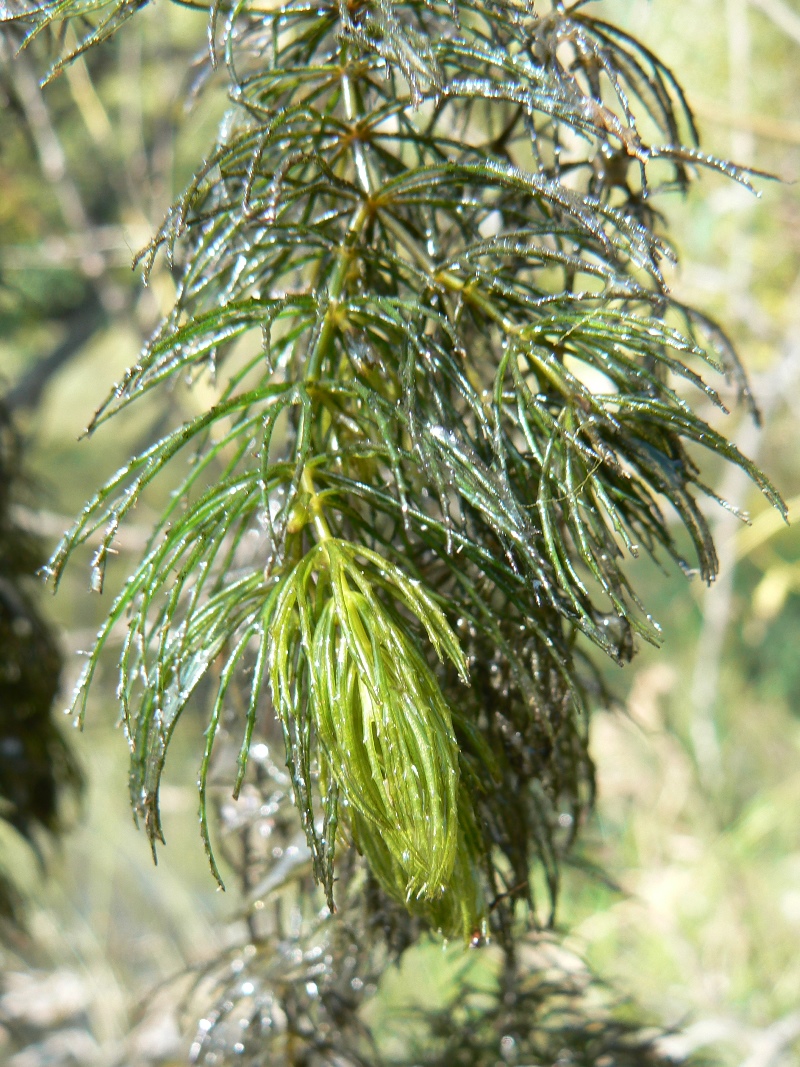 Изображение особи Ceratophyllum demersum.