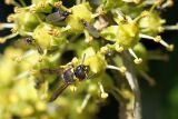 Hedera helix