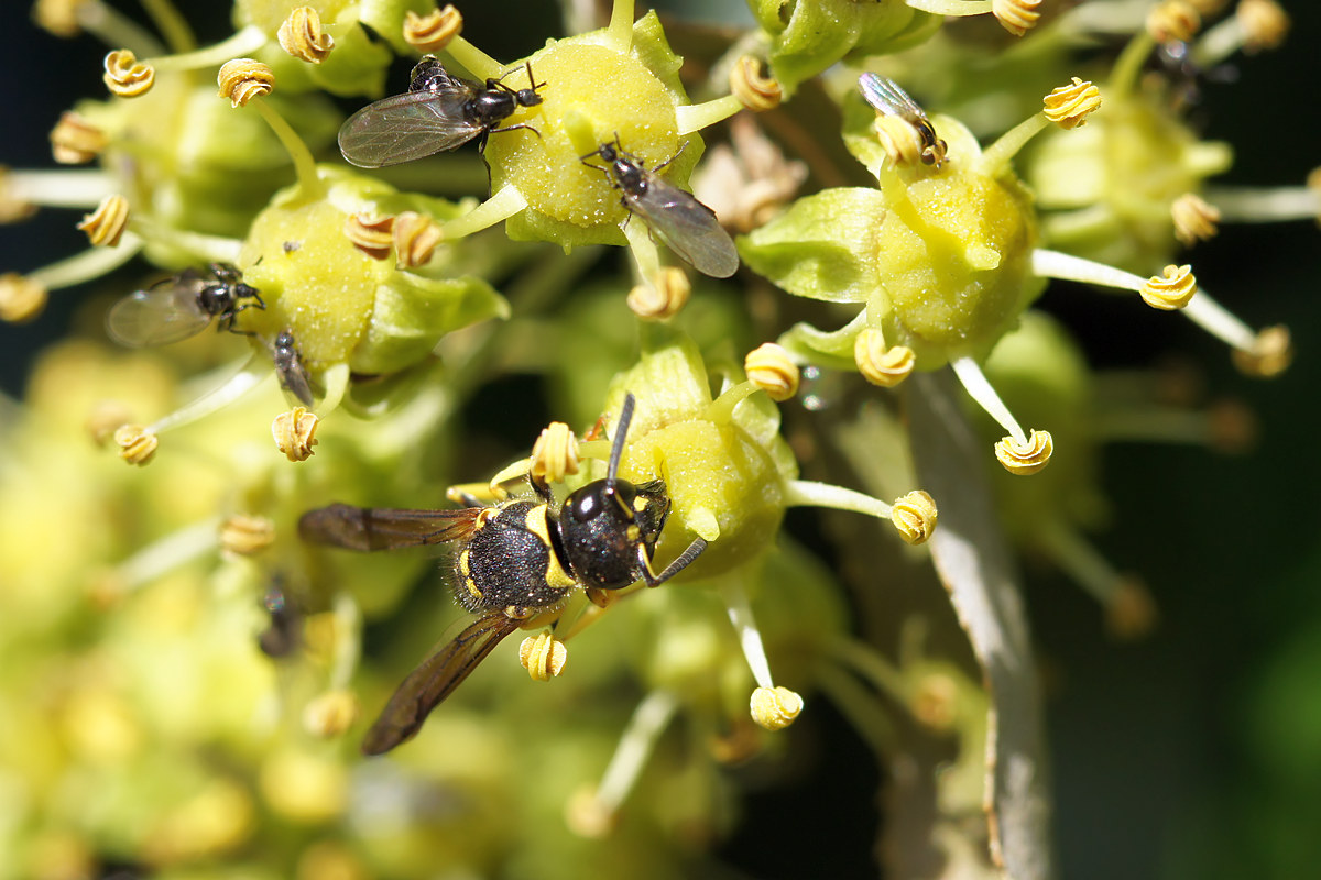 Image of Hedera helix specimen.