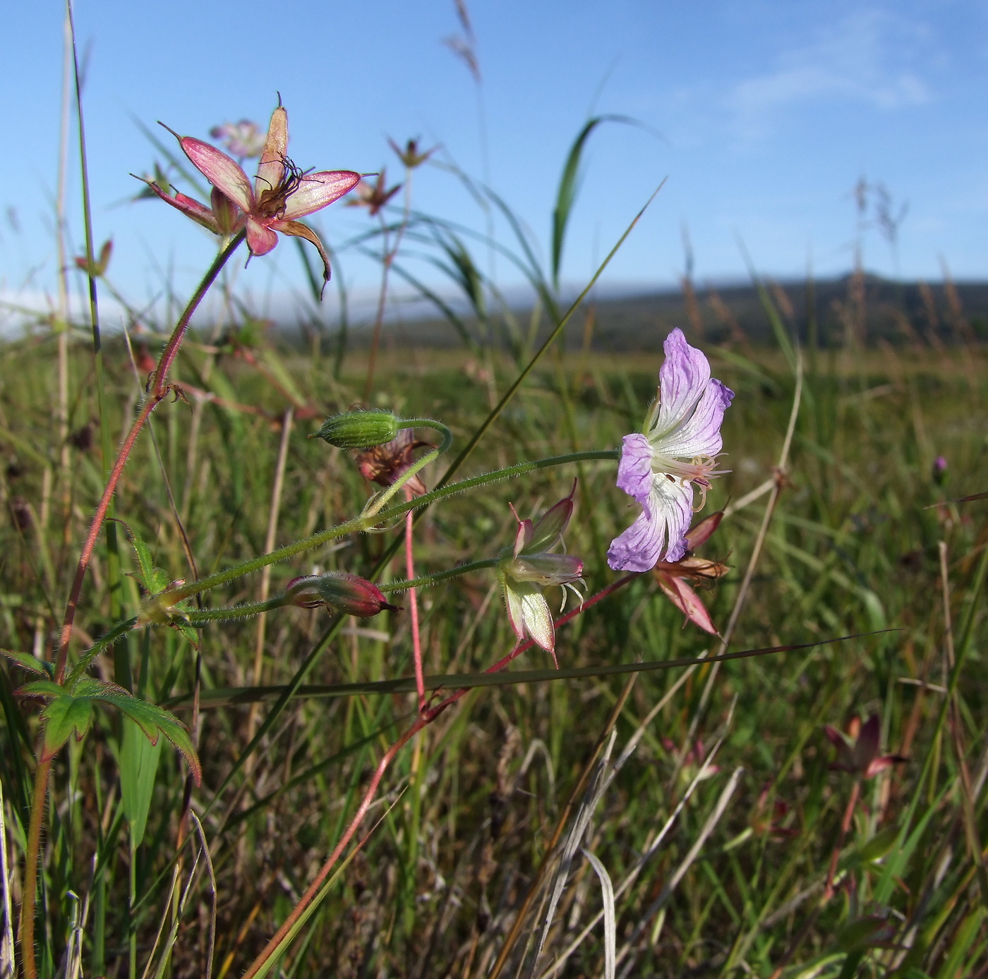 Изображение особи Geranium wlassovianum.