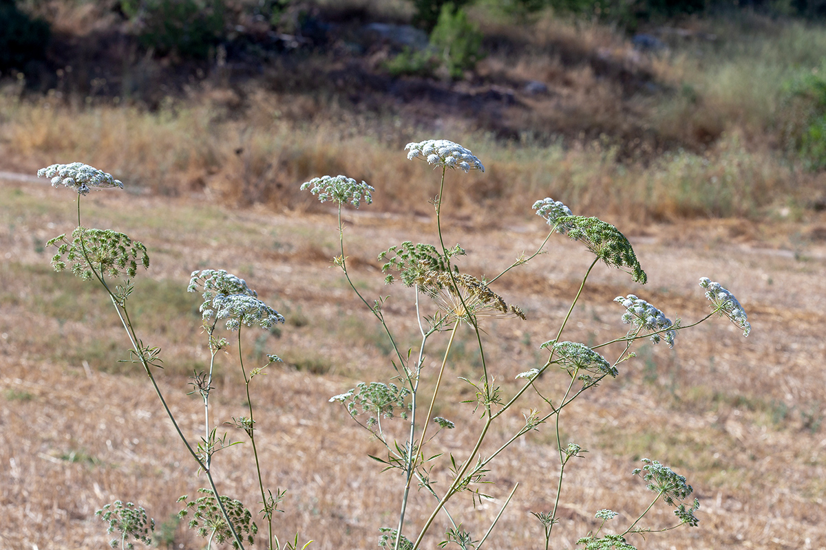 Изображение особи Daucus carota.