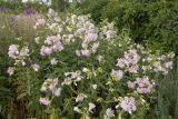 Saponaria officinalis форма pleniflora. Цветущие растения в сообществе с Delphinium. Ростовская обл., Мясниковский р-н, окр. хут. Стоянов, степной склон. 27.06.2021.