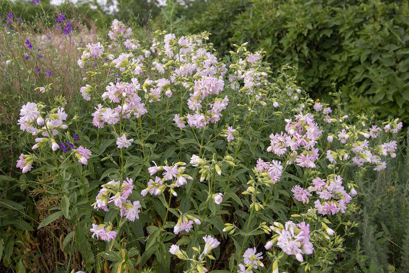 Изображение особи Saponaria officinalis f. pleniflora.