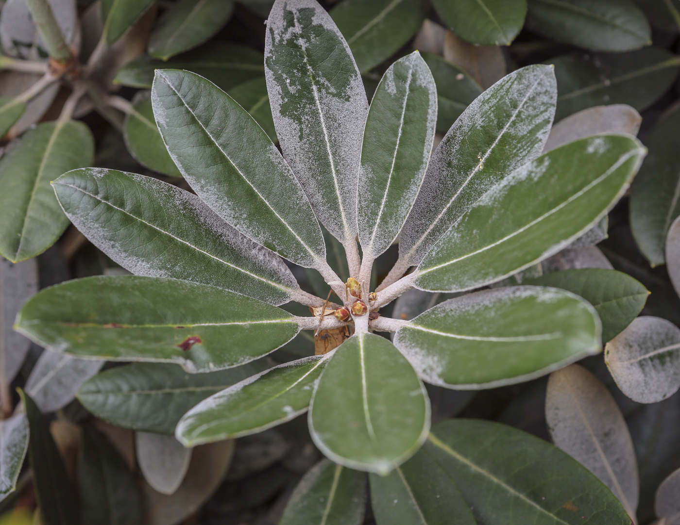 Изображение особи Rhododendron pachysanthum.