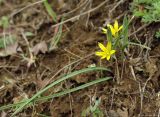 Gagea germainae