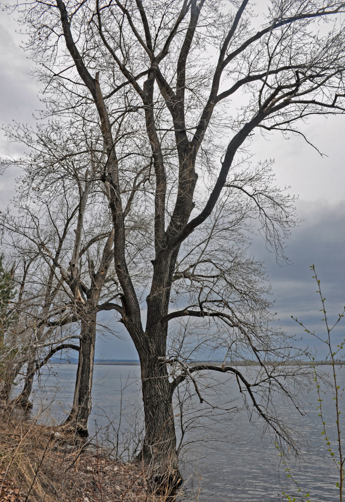 Image of genus Populus specimen.