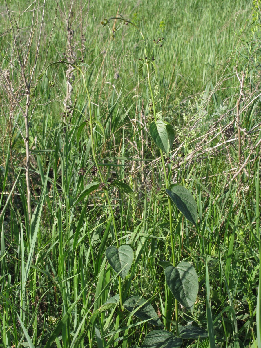 Image of Vincetoxicum scandens specimen.