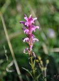 Pedicularis elata