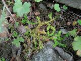 Selaginella helvetica