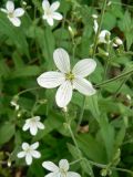 Cerastium pauciflorum. Цветок. Хабаровский край, Хабаровский р-н, окр. ст. Хехцир. 05.06.2016.