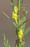 Linaria genistifolia