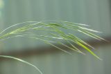 Anisantha sterilis